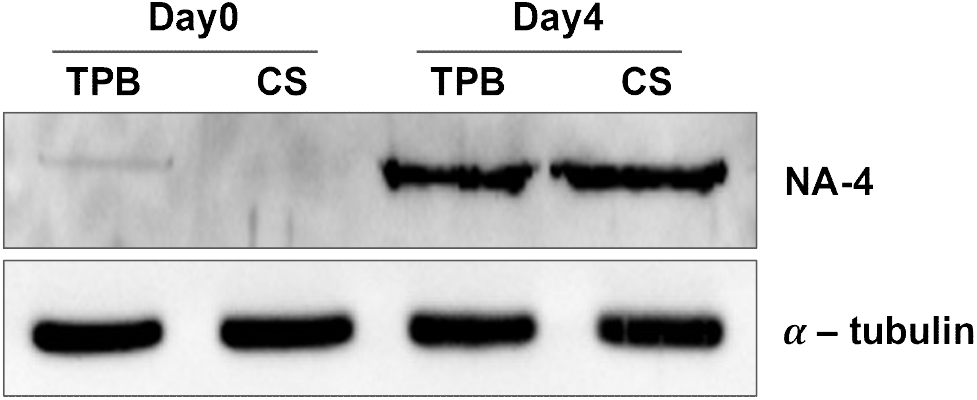 kjps-49-2-109-g5